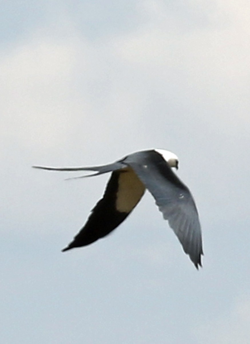 Swallow-tailed Kite - William Parkin