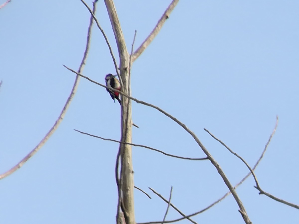 Great Spotted Woodpecker - Nelson Conceição