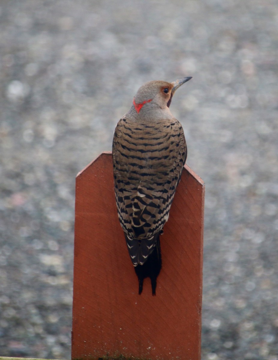 Northern Flicker (Yellow-shafted x Red-shafted) - Brad Elvert