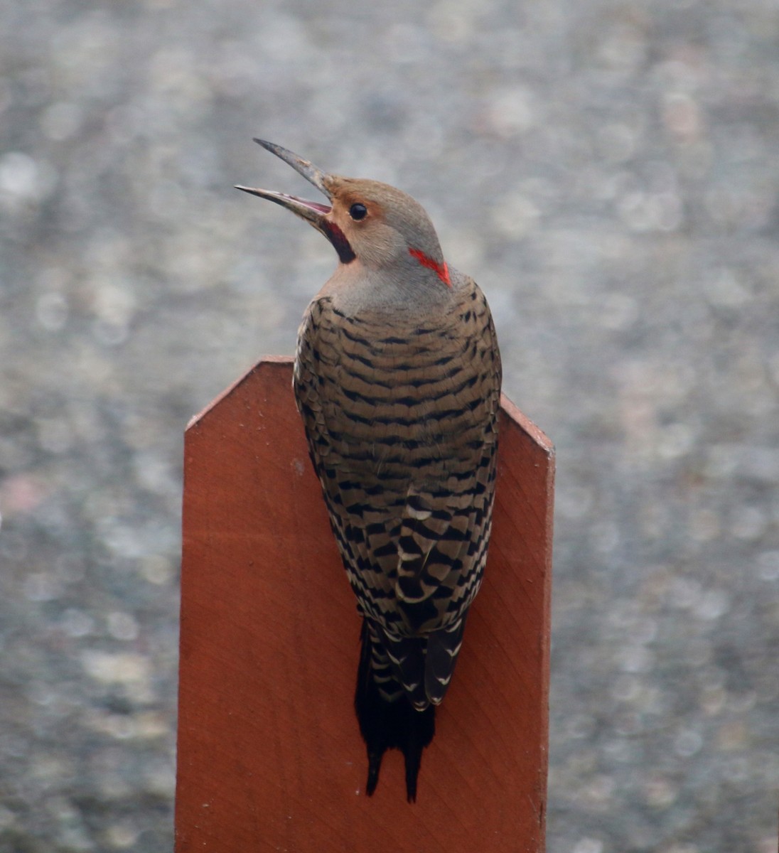 Northern Flicker (Yellow-shafted x Red-shafted) - ML203738491