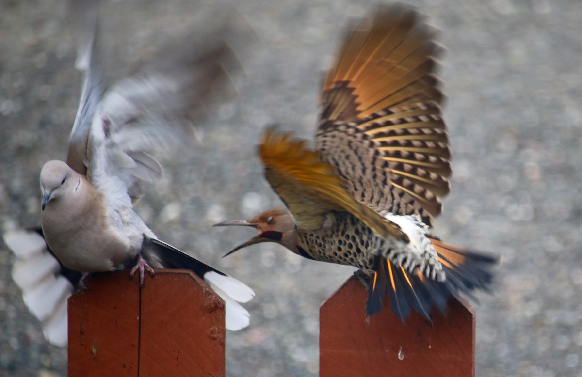 Northern Flicker (Yellow-shafted x Red-shafted) - Brad Elvert