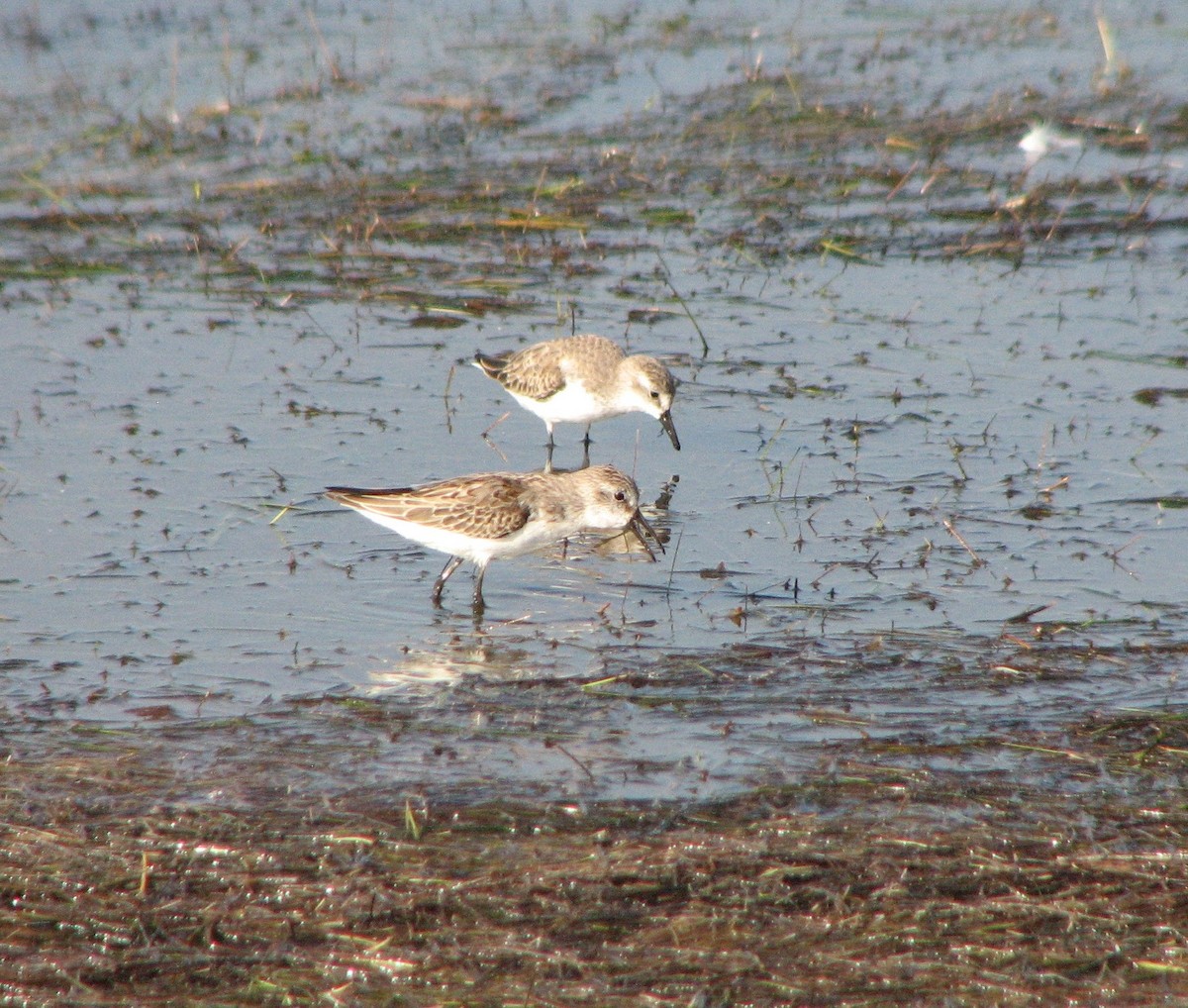Semipalmated Sandpiper - Mel Cooksey