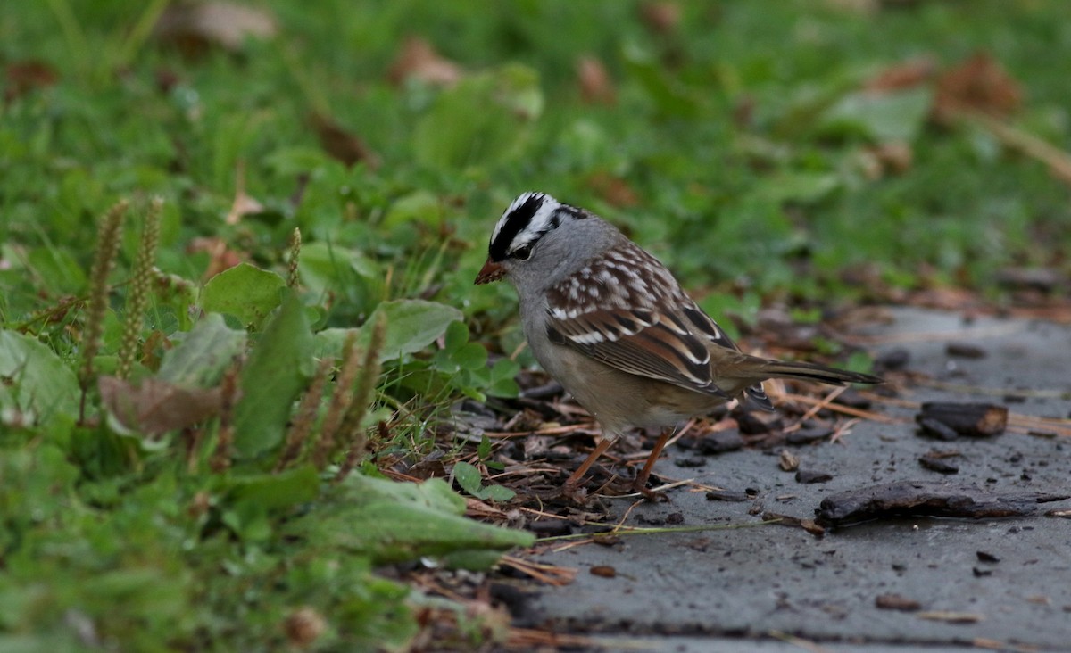 White-crowned Sparrow - ML20374551