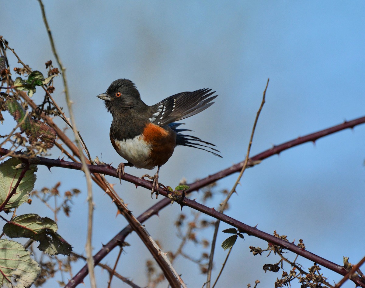 Spotted Towhee - ML203745931