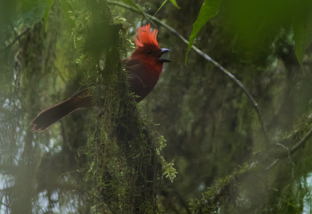 Crested Ant-Tanager - Joachim Bertrands