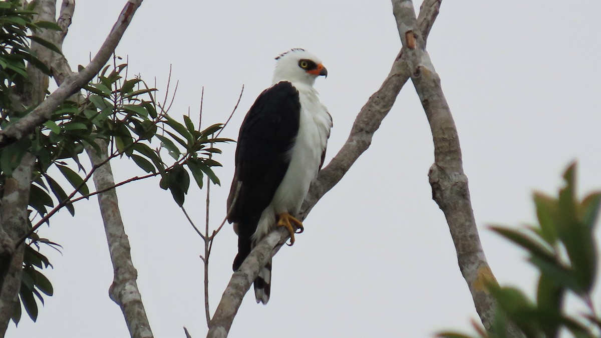 Black-and-white Hawk-Eagle - Juan Pablo Arboleda