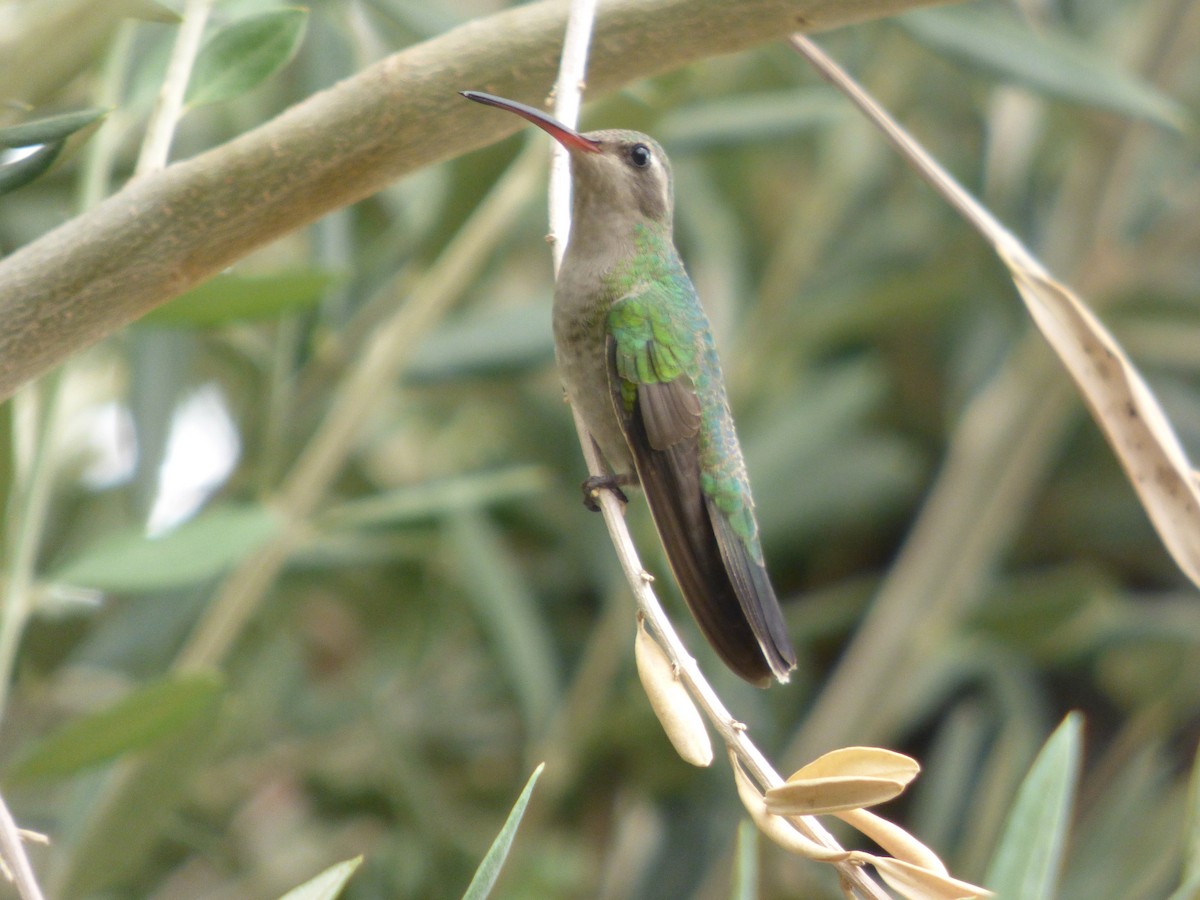 Broad-billed Hummingbird - Julie Szabo