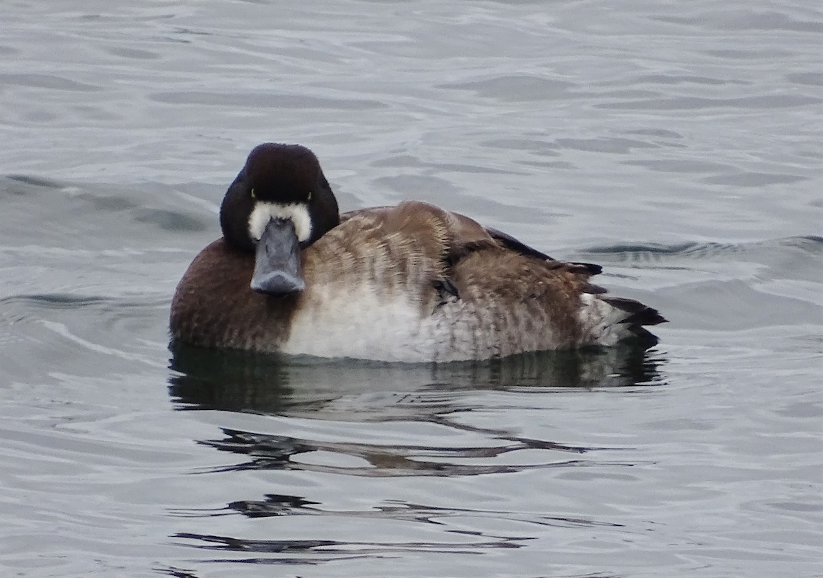 Greater Scaup - ML203746961