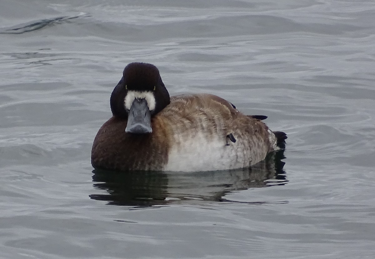 Greater Scaup - ML203747031