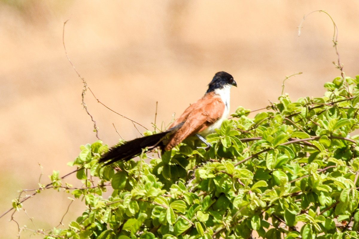 White-browed Coucal - Alison Bentley