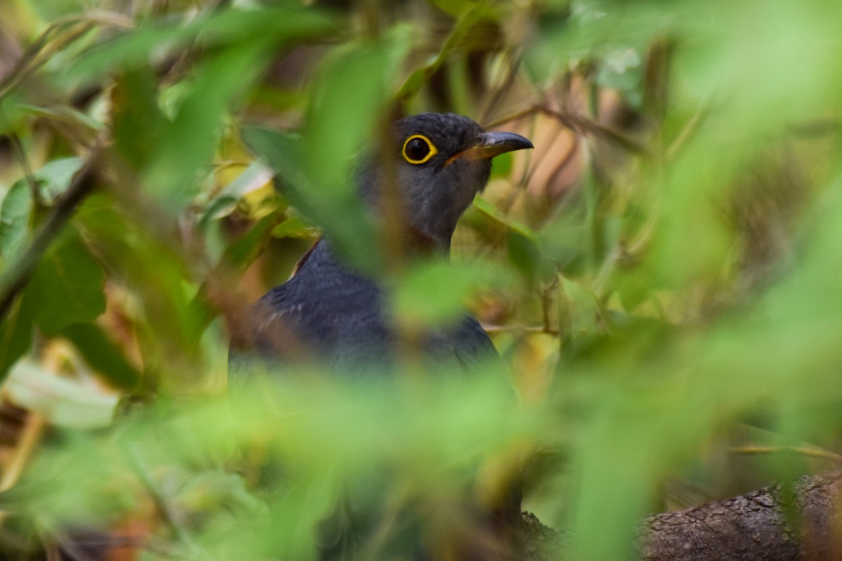 Red-chested Cuckoo - ML203753631