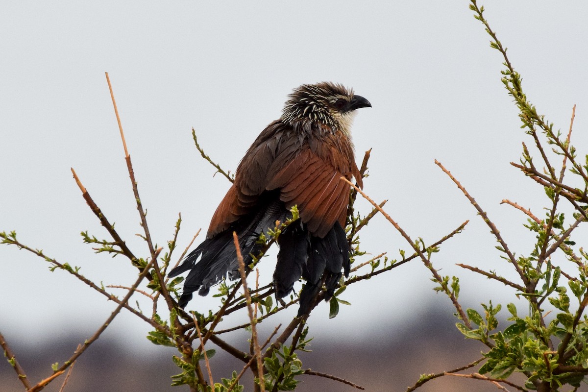 White-browed Coucal - ML203756121