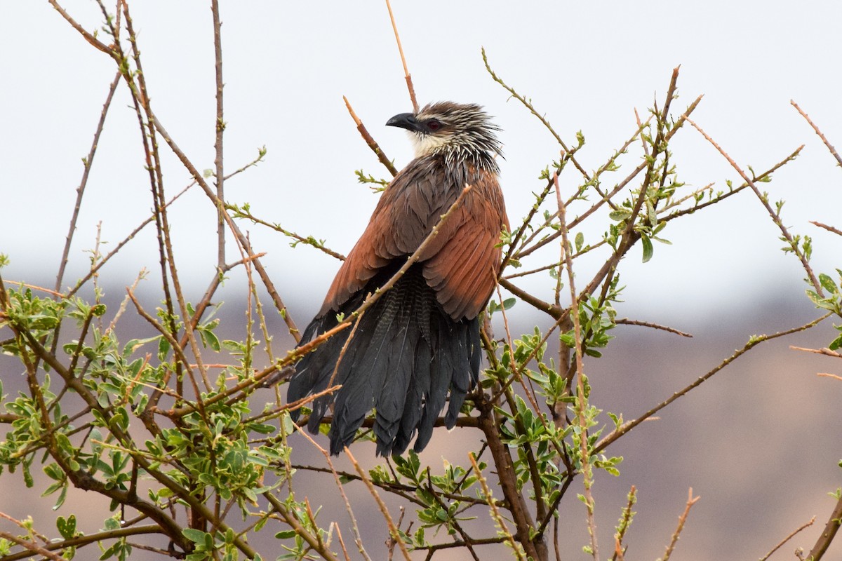 White-browed Coucal - ML203756141