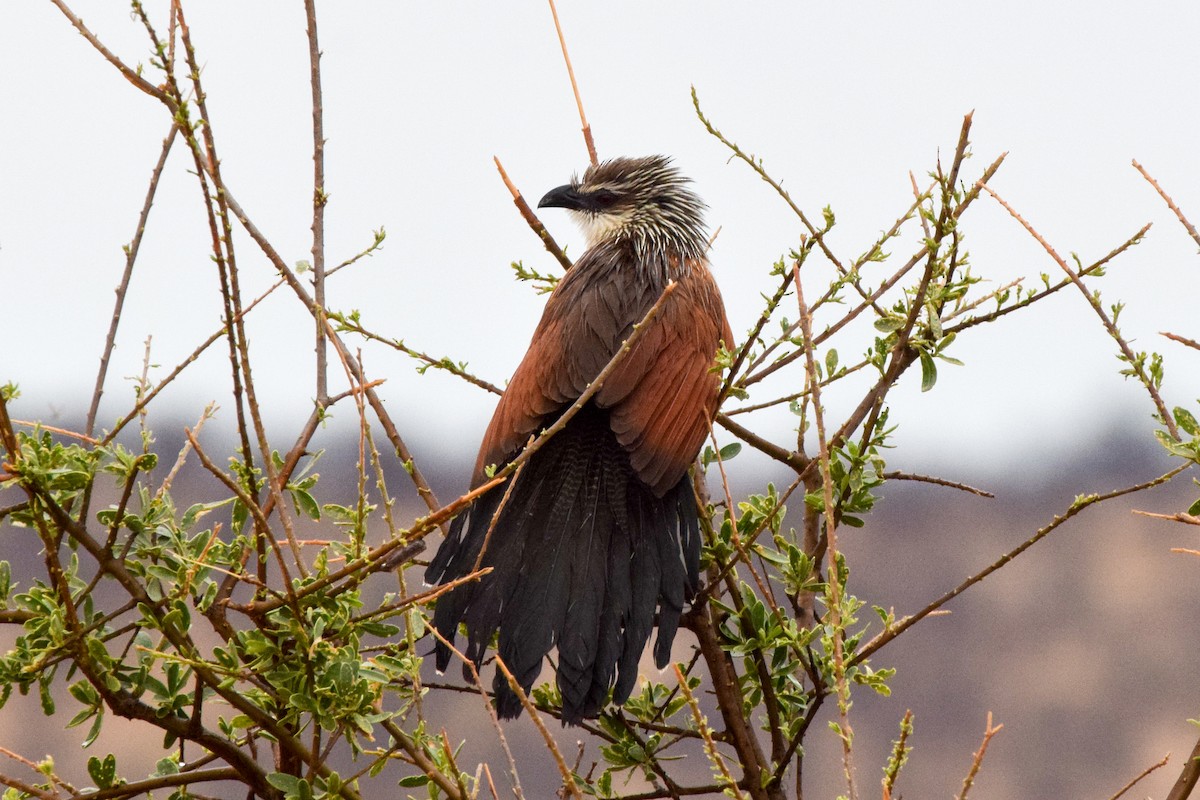 White-browed Coucal - Alison Bentley