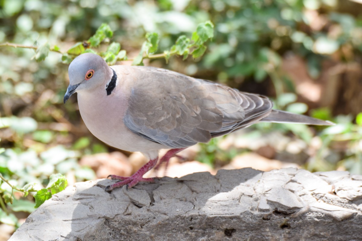 Mourning Collared-Dove - ML203757431