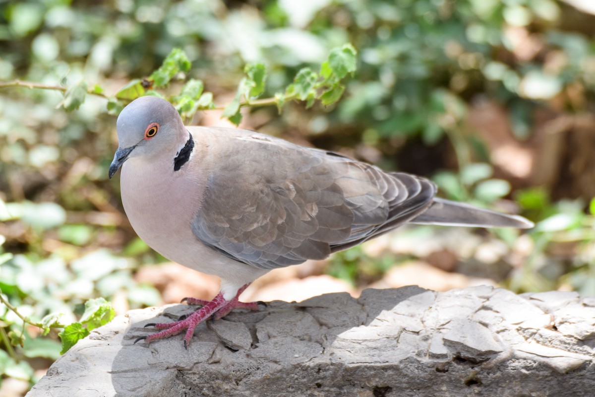 Mourning Collared-Dove - ML203757481