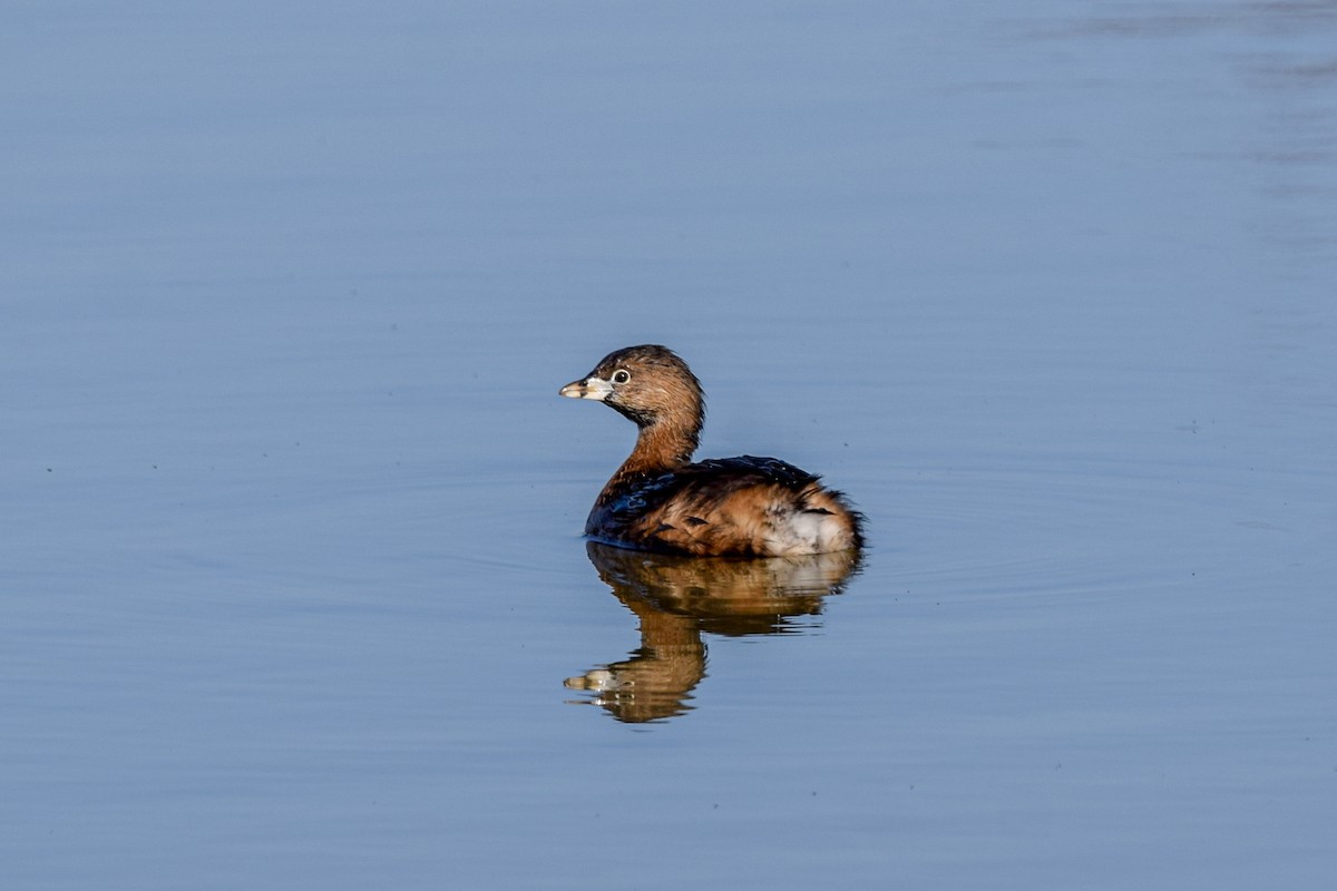 Pied-billed Grebe - Andrew Lydeard