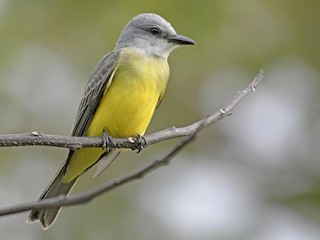 Tropical Kingbird - Tyrannus melancholicus - Birds of the World