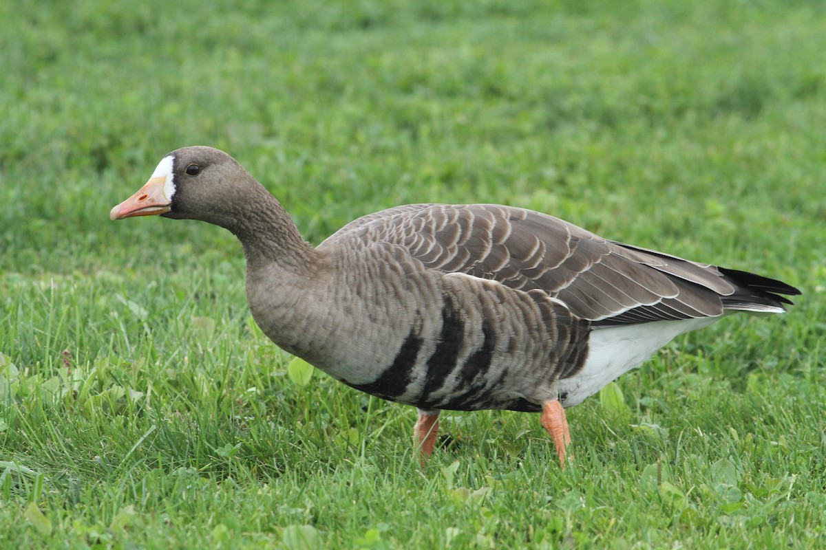 Greater White-fronted Goose - Matthew Valencic