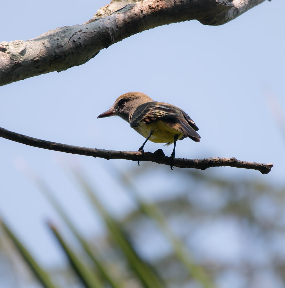 Great Crested Flycatcher - ML203767991