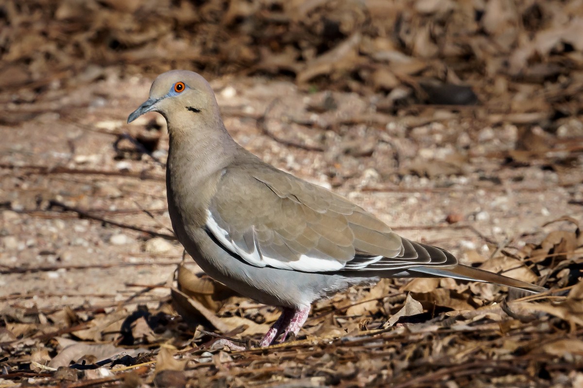 White-winged Dove - Paul LaFrance