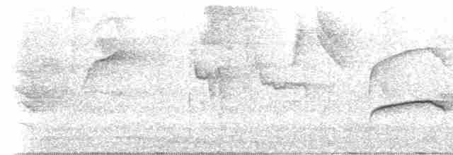 Southern Beardless-Tyrannulet (Northern) - ML203771041