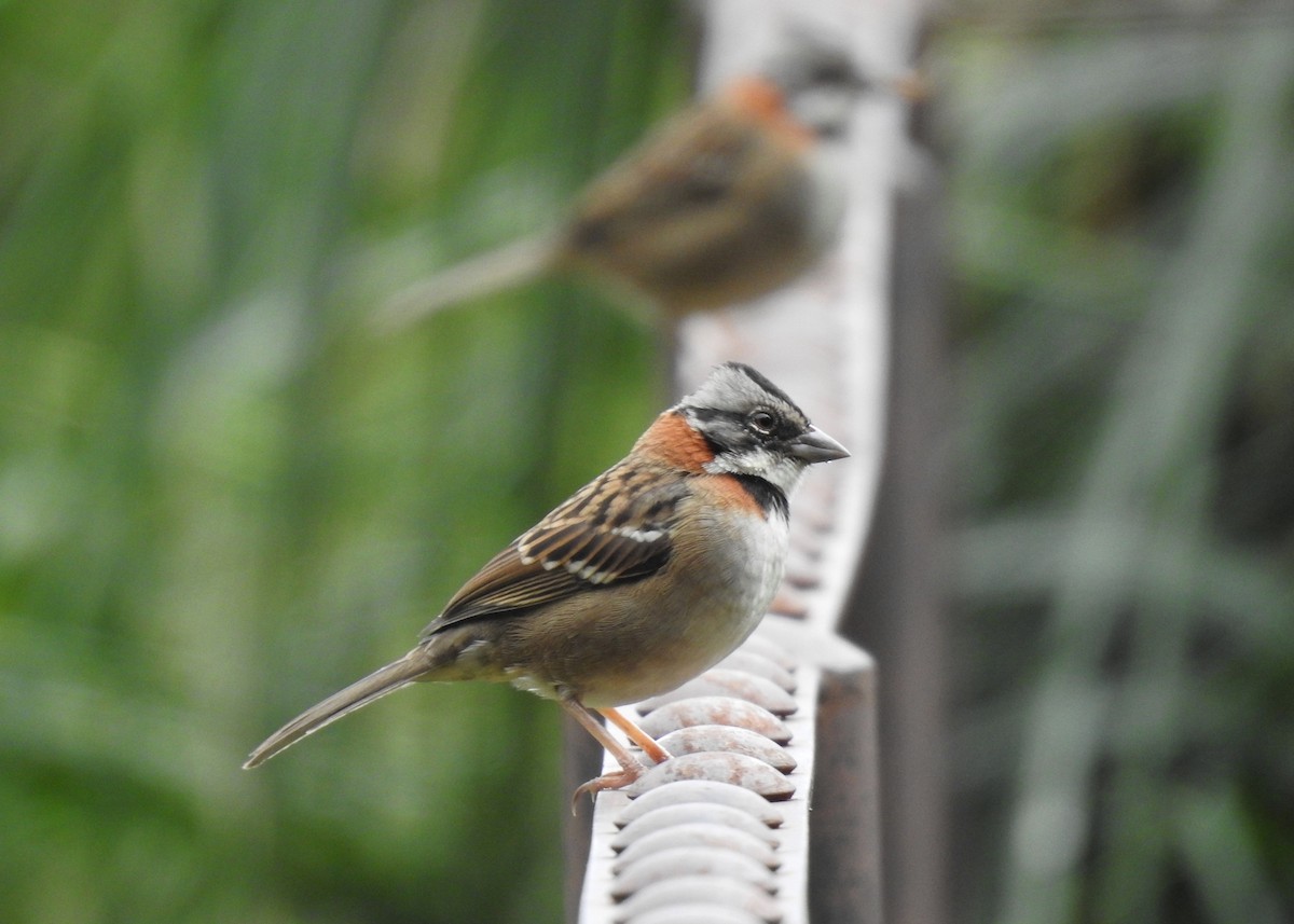Rufous-collared Sparrow - Mark Smiles