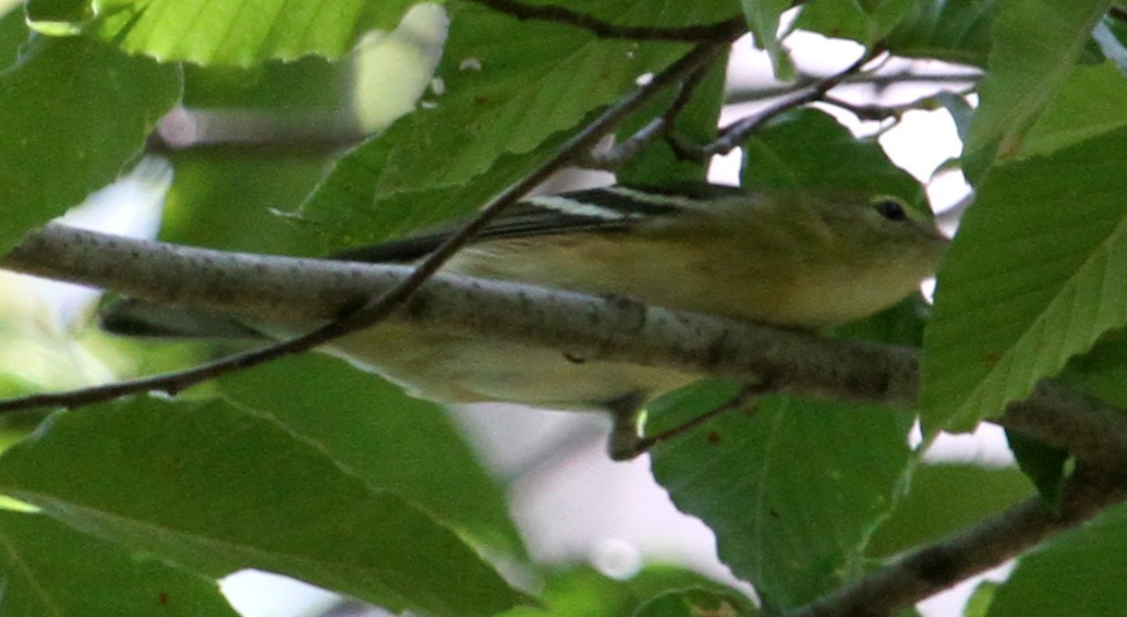 Bay-breasted Warbler - ML20377581