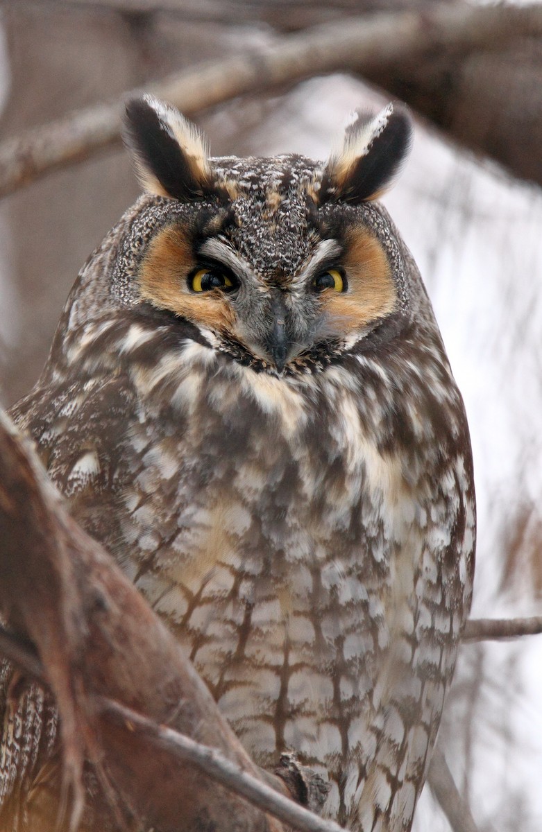 Long-eared Owl - ML203776401
