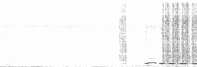 Cucal Cejiblanco (burchellii/fasciipygialis) - ML203776881