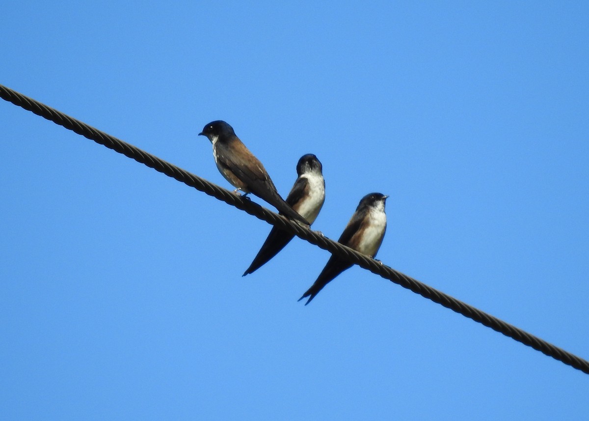 Black-capped Swallow - ML203778001