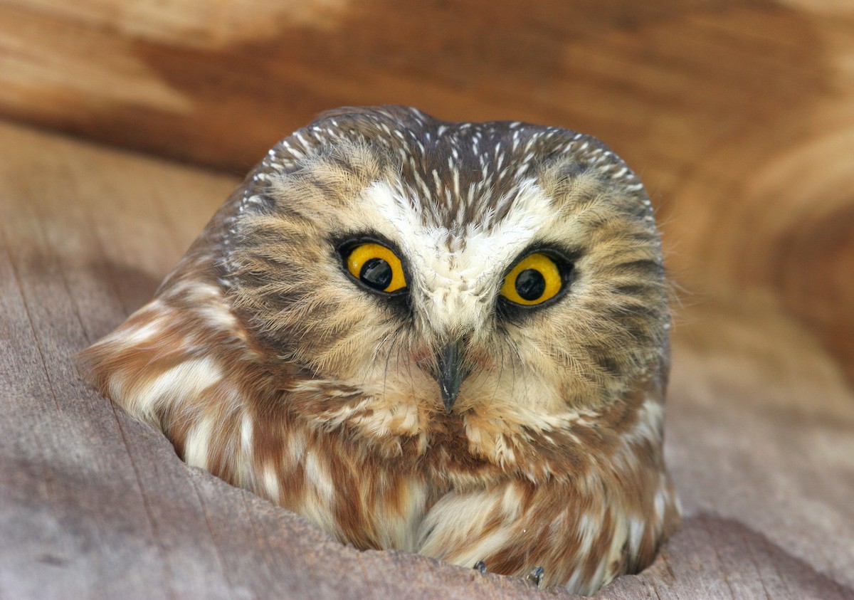 Northern Saw-whet Owl - Laure Wilson Neish