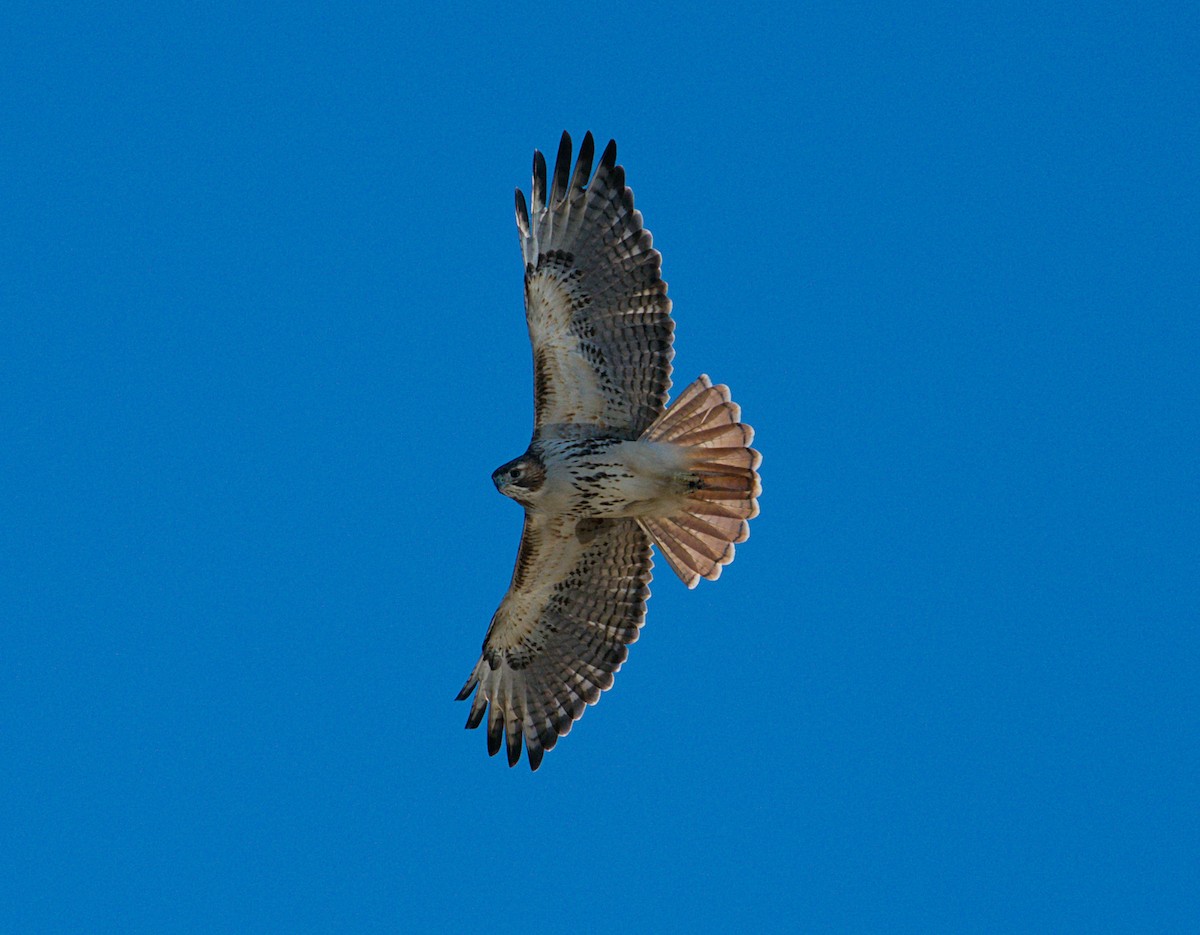 Red-tailed Hawk - David Provencher