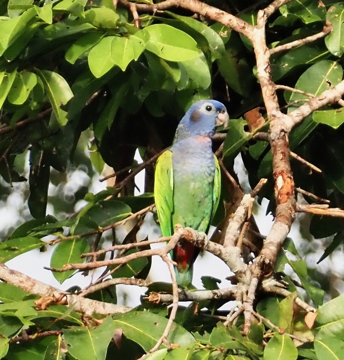 Blue-headed Parrot - ML203784391