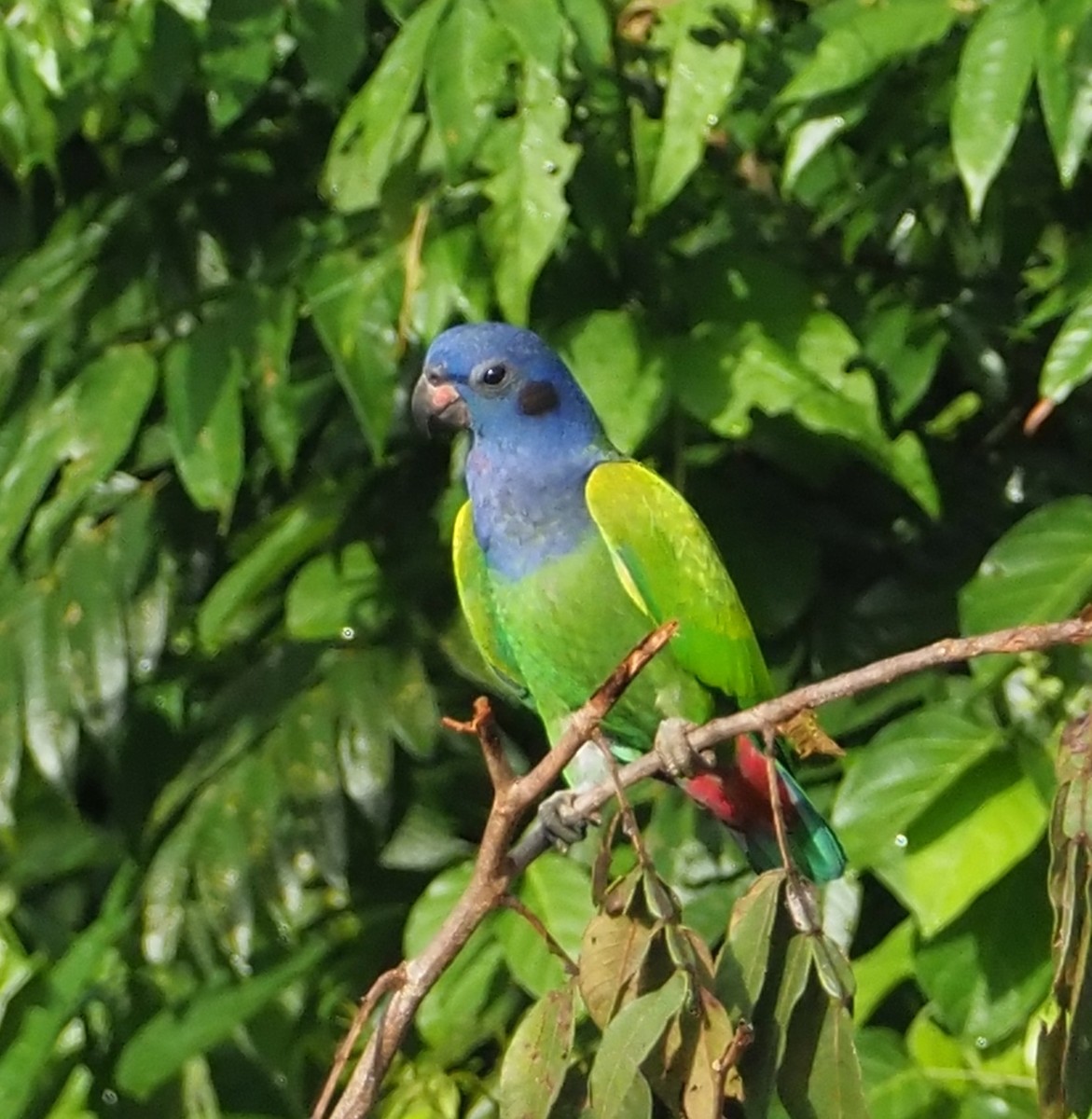 Blue-headed Parrot - ML203784731
