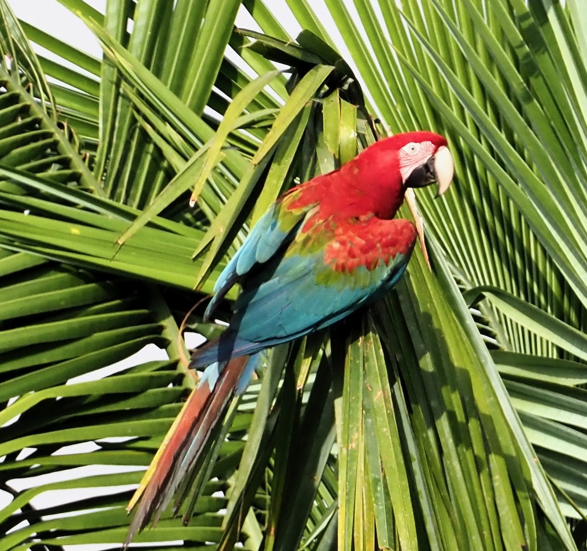 Red-and-green Macaw - ML203785791