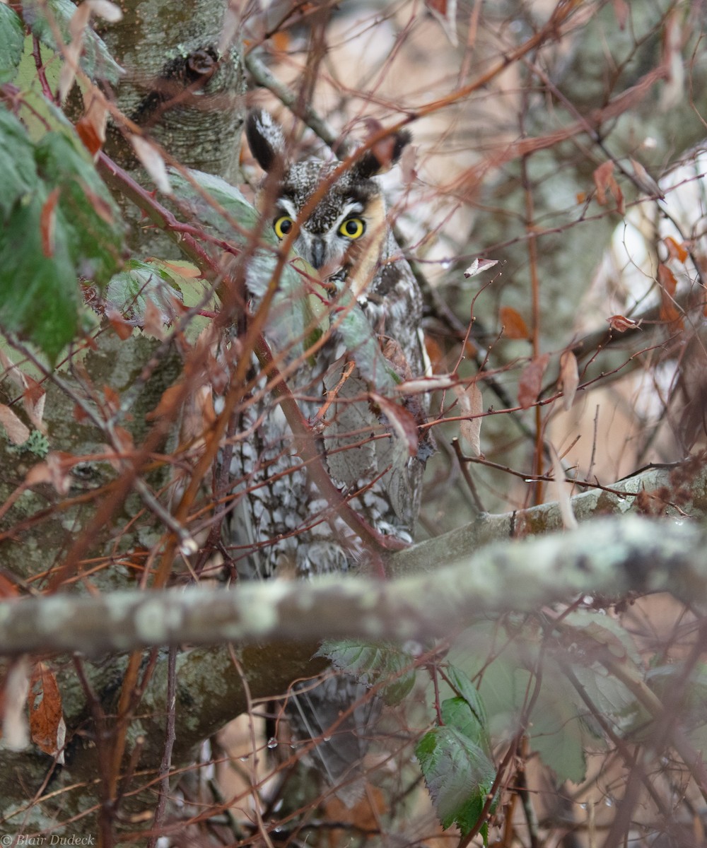 Long-eared Owl - Blair Dudeck