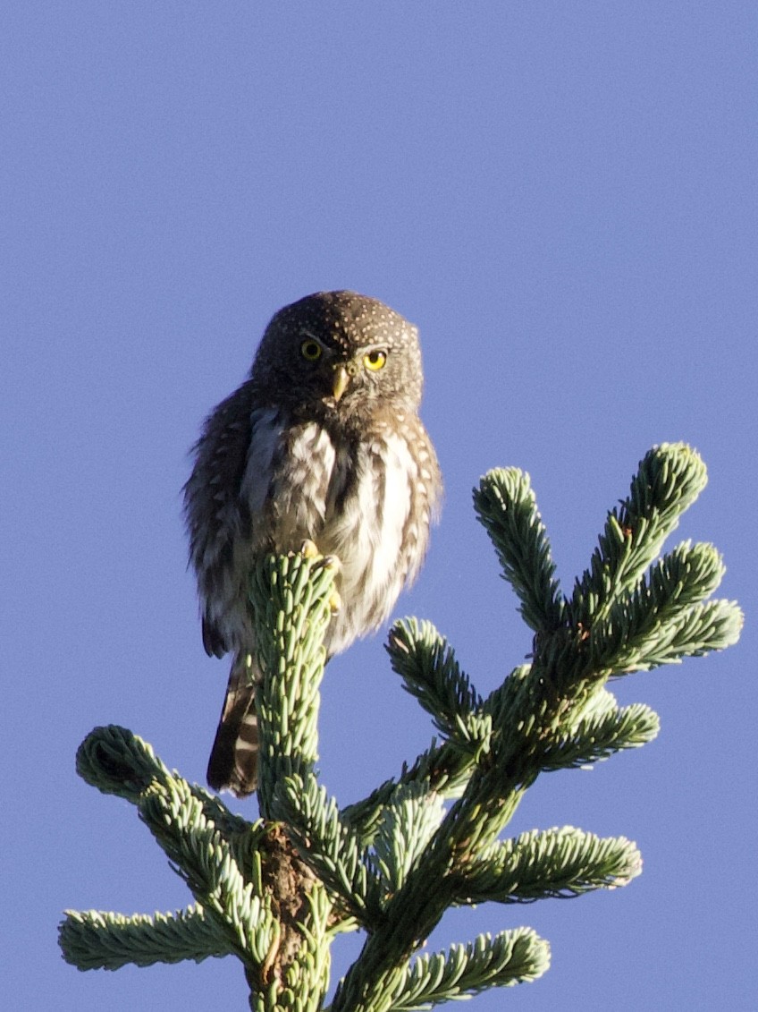 Northern Pygmy-Owl - ML203794331