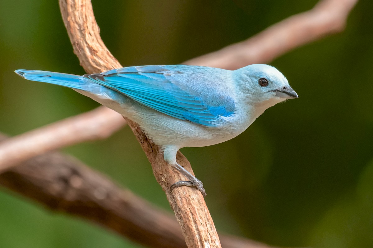 Blue-gray Tanager - ML203797991
