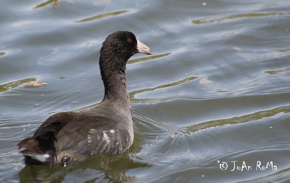 American Coot (Red-shielded) - Antonio Robles