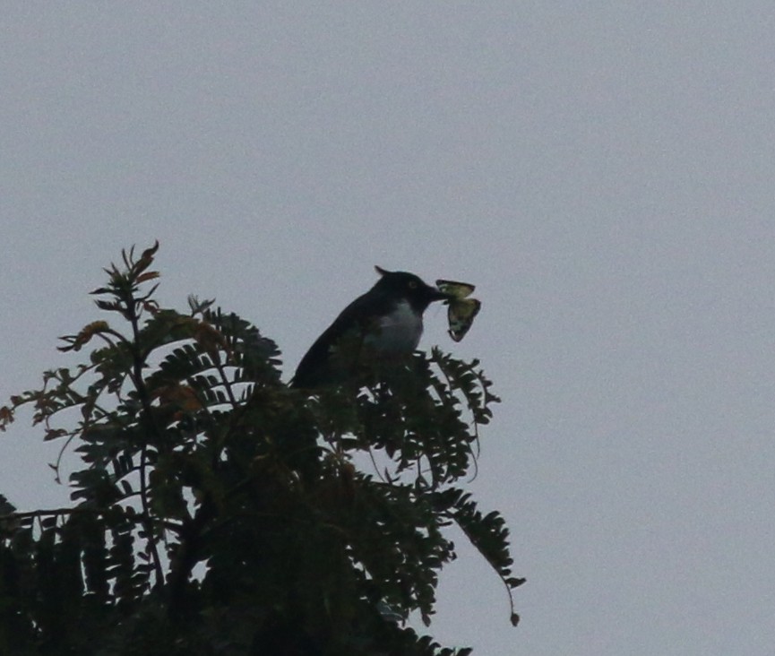 Black-and-white Shrike-flycatcher - ML203799881