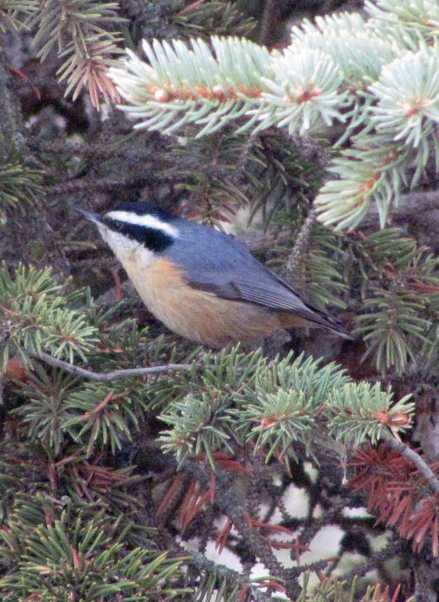 Red-breasted Nuthatch - William Parkin
