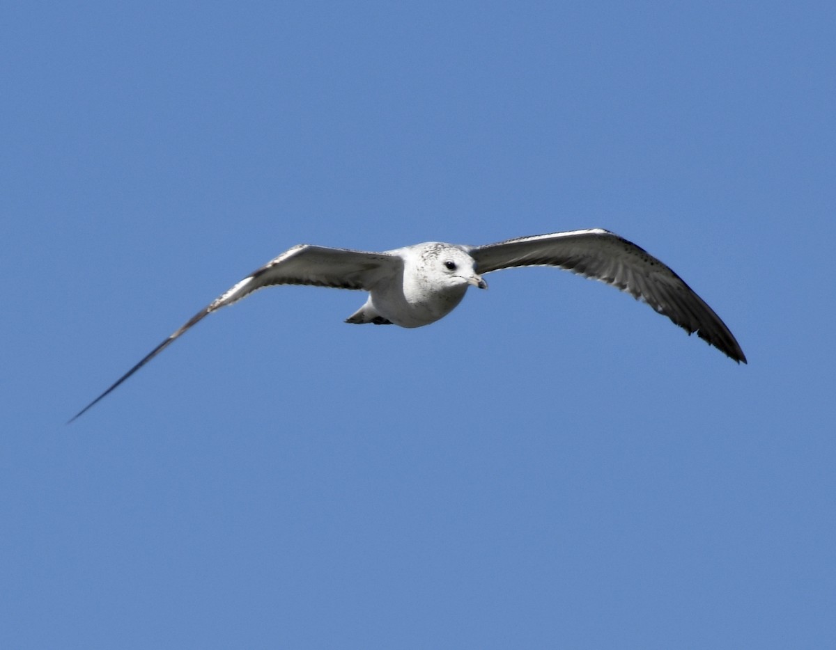 Ring-billed Gull - wendy ambrefe
