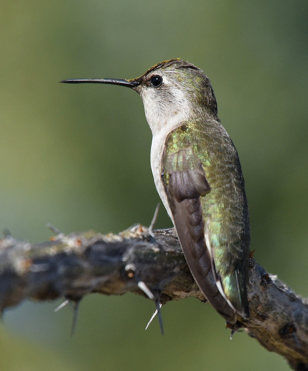 Costa's Hummingbird - ML203801361