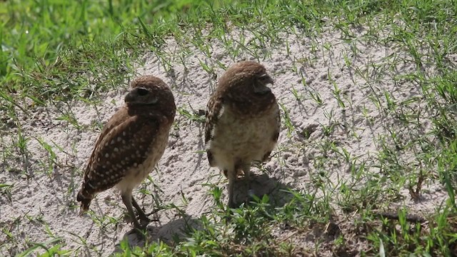 Burrowing Owl (Florida) - ML203804561