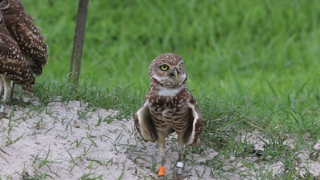 Burrowing Owl (Florida) - ML203808161