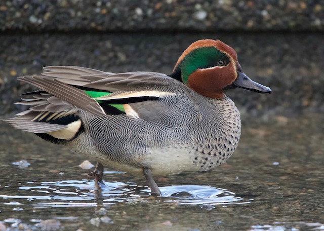雑種 コガモ（亜種 コガモ x 亜種 アメリカコガモ） - eBird
