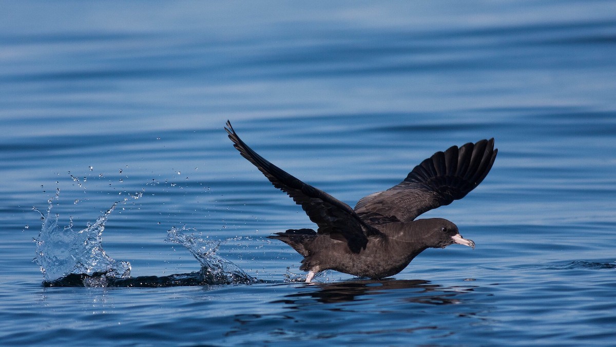 Flesh-footed Shearwater - ML20381251