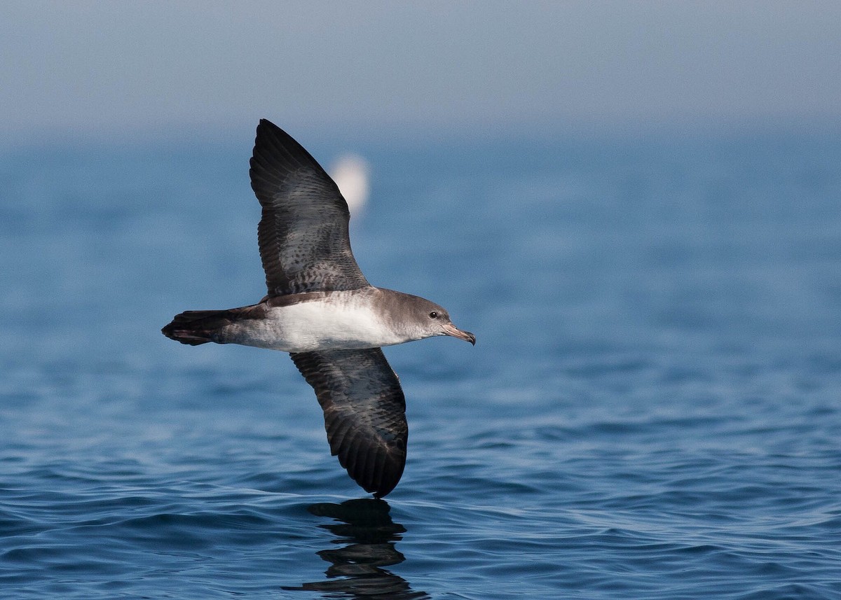 Pink-footed Shearwater - Yousif Attia