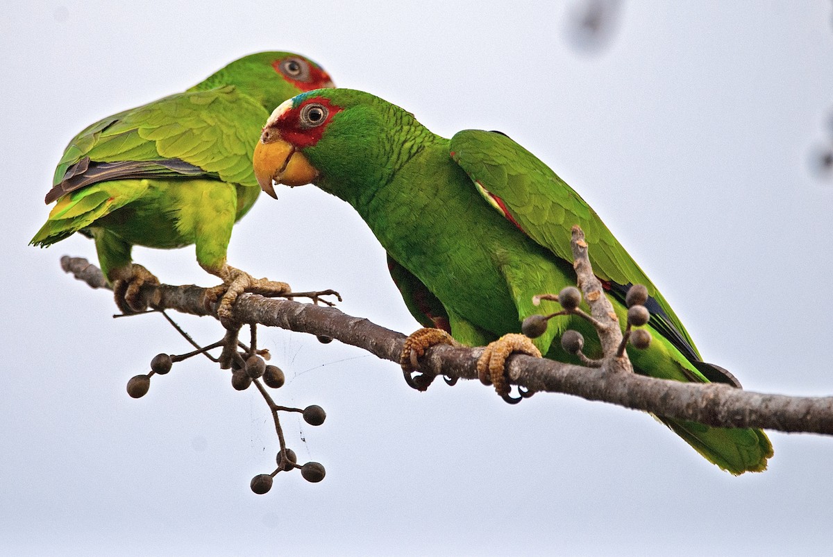 White-fronted Parrot - ML203817151